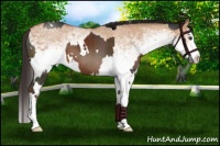 Horse Color:White Spotted Liver Chestnut and White Spotted Bay Dun Splash