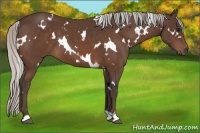 Horse Color:White Spotted Silver Brown
