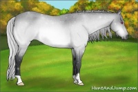 Horse Color:Silver Brown Chinchilla Roan 