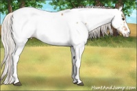 Horse Color:Silver Bay Dun Sabino Fewspot 