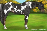 Horse Color:White Spotted Liver Chestnut 