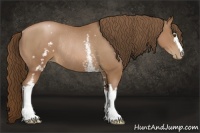 Horse Color:White Spotted Brown Pearl Sabino Rabicano 