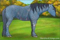 Horse Color:ERROR: UNKNOWN ANOMALY