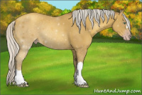 Horse Color:Gray Silver Amber Cream Champagne 
