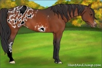 Horse Color:Brown Appaloosa