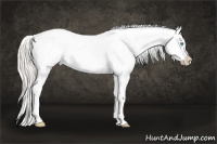 Horse Color:Cremello Dun Sabino Appaloosa Rabicano Brindle 