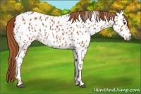 Horse Color:Chestnut Near Leopard 