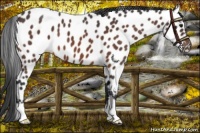 Horse Color:Brown Roan Near Leopard 