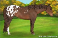 Horse Color:Liver Chestnut Appaloosa 