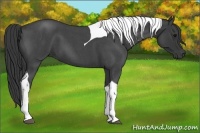 Horse Color:Blue Roan Tobiano 
