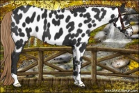 Horse Color:Liver Chestnut Near Leopard 