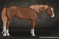 Horse Color:Chestnut Splash 