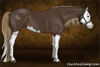 Horse Color:Liver Chestnut Splash 
