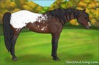 Horse Color:Bay Appaloosa 