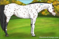 Horse Color:Bay Appaloosa