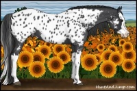 Horse Color:Blue Roan Splash Appaloosa