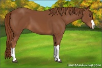 Horse Color:Chestnut 