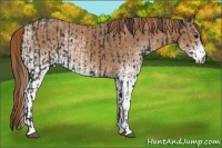 Horse Color:Black  and White Spotted Chestnut 