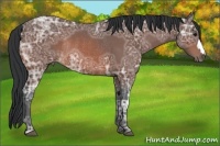 Horse Color:Bay Ice Rabicano 