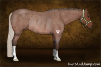 Horse Color:Silver Bay Roan Rabicano 