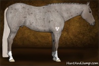 Horse Color:Silver Blue Roan