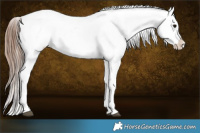 Horse Color:Brown Appaloosa  and Brown Appaloosa 