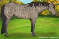 Horse Color:Buckskin Ice Dun 