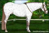 Horse Color:Red Roan Near Leopard 