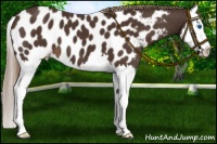 Horse Color:Liver Chestnut Splash Near Leopard
