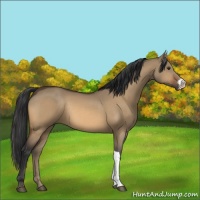 Horse Color:Buckskin Dun 