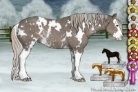 Horse Color:White Spotted Silver Black Splash Rabicano