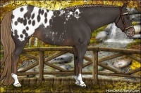 Horse Color:Liver Chestnut Appaloosa