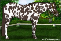 Horse Color:Liver Chestnut Near Leopard 