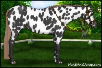 Horse Color:Liver Red Roan Near Leopard 