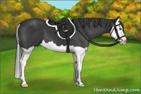 Horse Color:Smoky Black Splash
