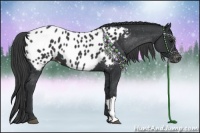 Horse Color:Black Appaloosa