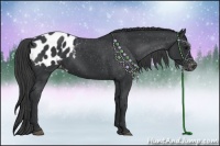 Horse Color:Black Appaloosa 