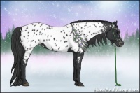 Horse Color:Black Appaloosa
