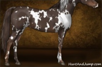 Horse Color:White Spotted Liver Chestnut 