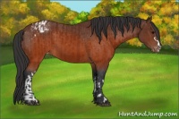 Horse Color:Brown Appaloosa and Brown Appaloosa