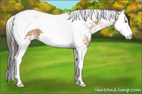 Horse Color:White Spotted Amber Champagne Splash Tobiano 