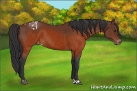 Horse Color:Brown Appaloosa  and Brown Appaloosa 