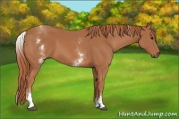 Horse Color:White Spotted Chestnut