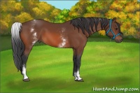 Horse Color:White Spotted Bay