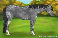 Horse Color:Black Ice 