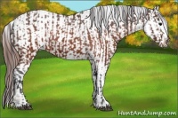 Horse Color:Brown Appaloosa  and Sable Champagne Appaloosa 