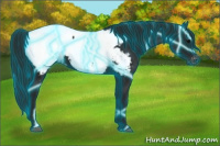 Horse Color:Gray Thunderstruck Black Appaloosa