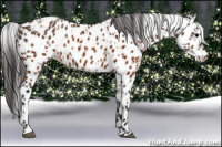 Horse Color:Brown Leopard  and Gray Brown Leopard 