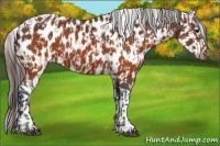 Horse Color:Brown Appaloosa and Brown Appaloosa