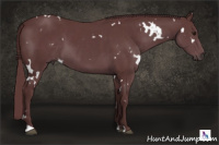 Horse Color:White Spotted Chocolate Smoky Black Chinchilla 